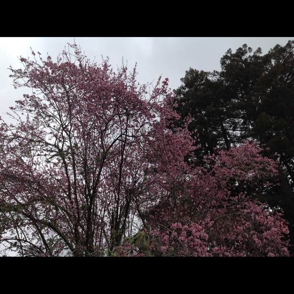 Meet your Posher, Jennifer - Picture 6 of 8